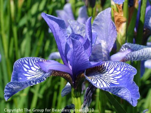 Wealden Butterfly (5)